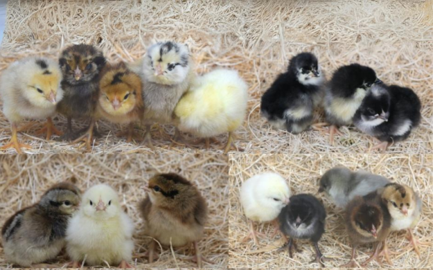 Assorted Color Egg Layer Chicks Coming 07/21/25