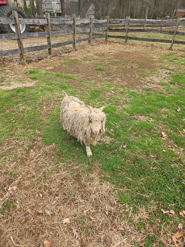 Angora Goats