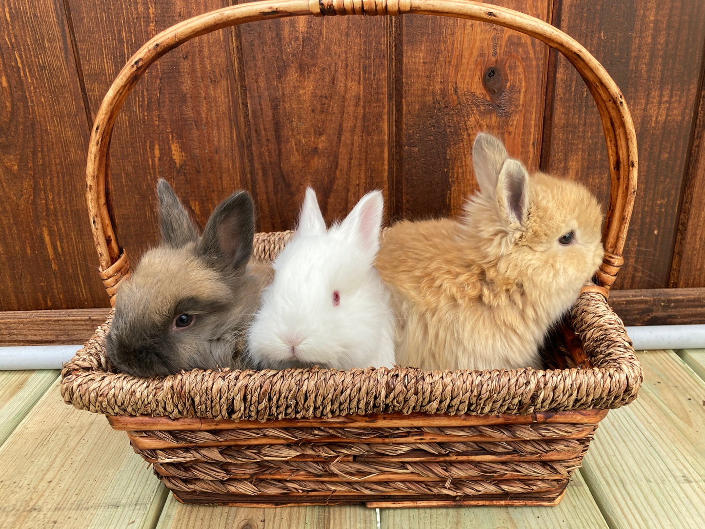 Angora Bunnies Born 3/4/2025
