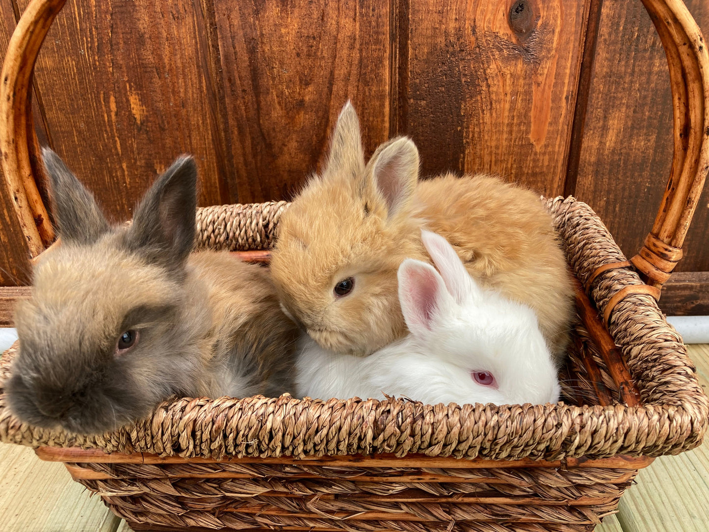Angora Bunnies Born 3/4/2025
