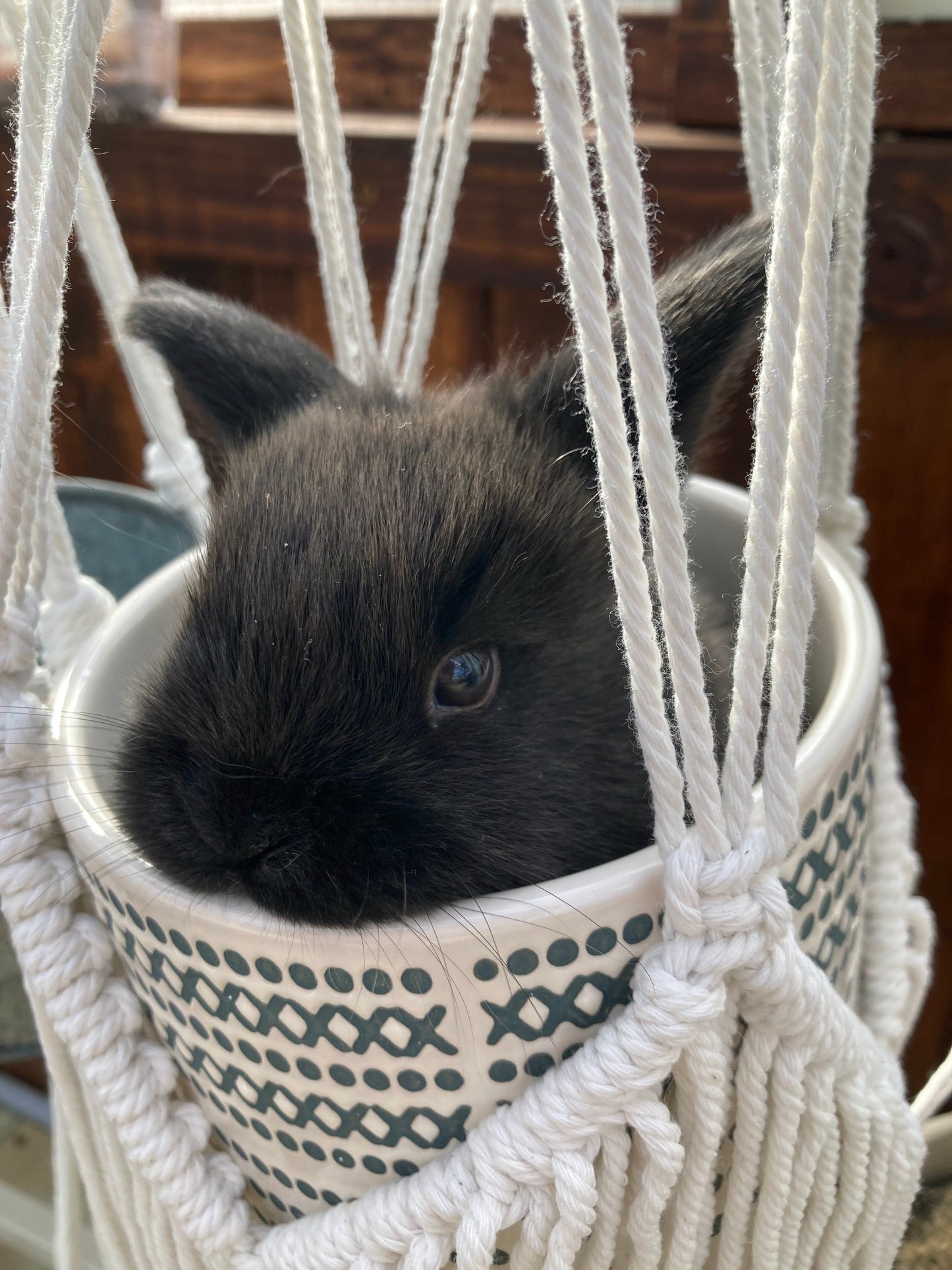 Holland Lop Bunnies Born