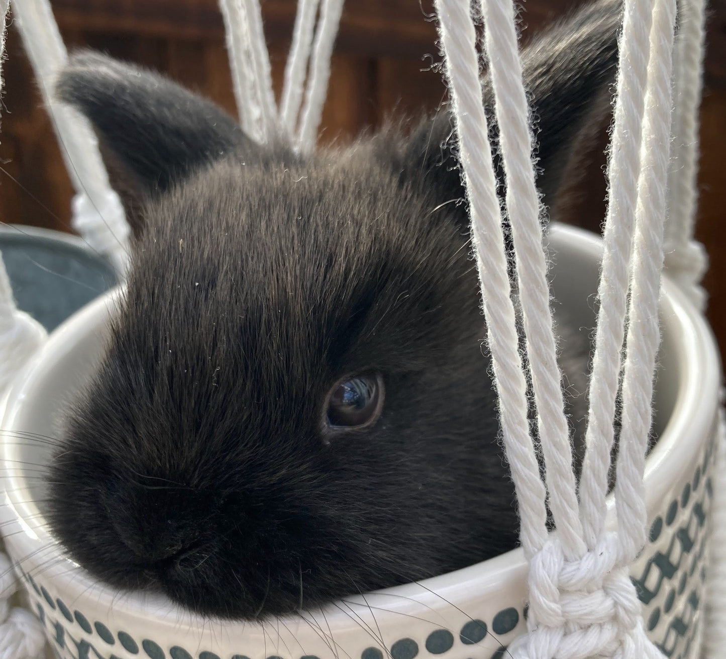 Mini Holland Lops Born 3/4/2025