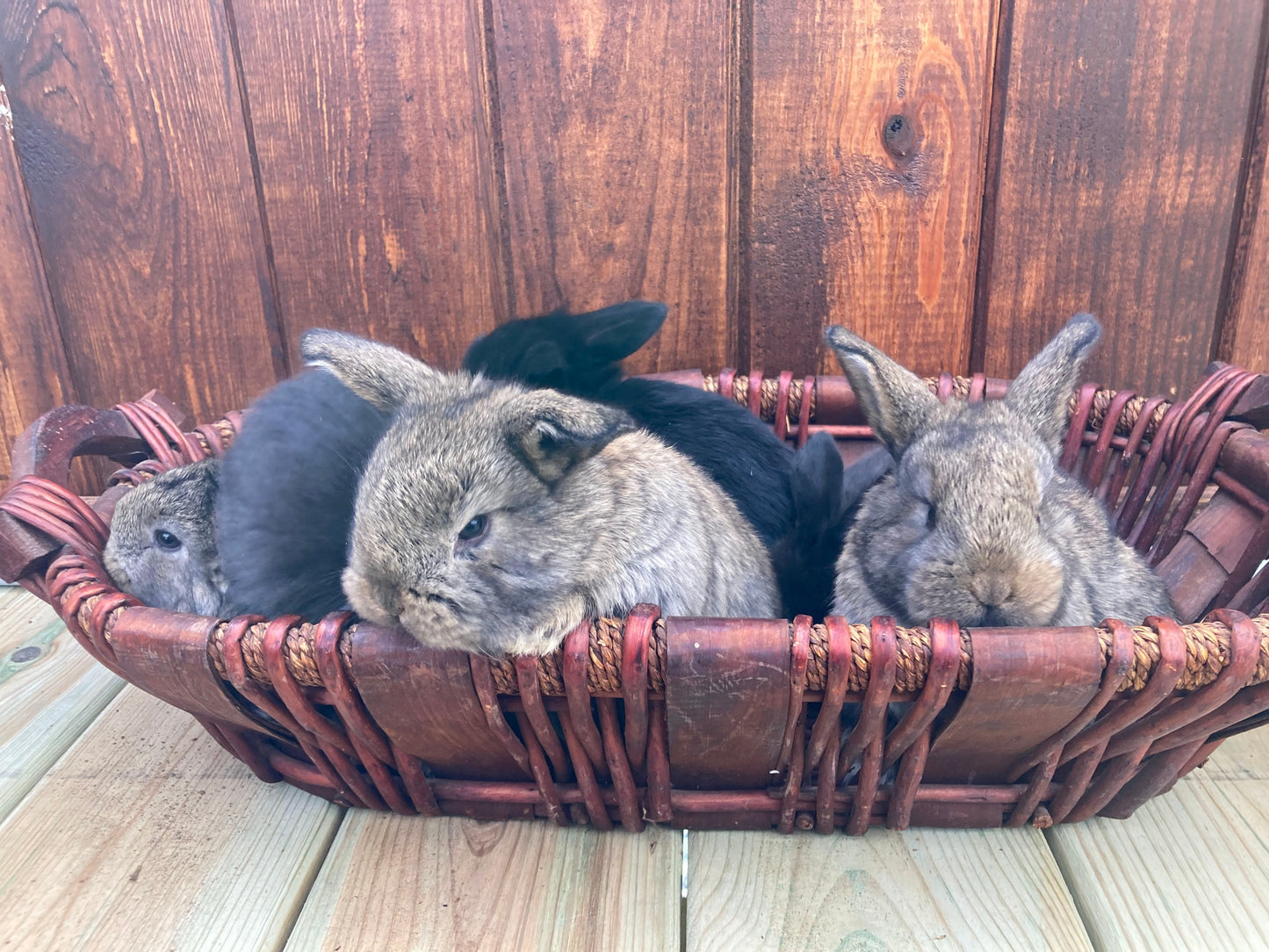 Holland Lop Bunnies Born
