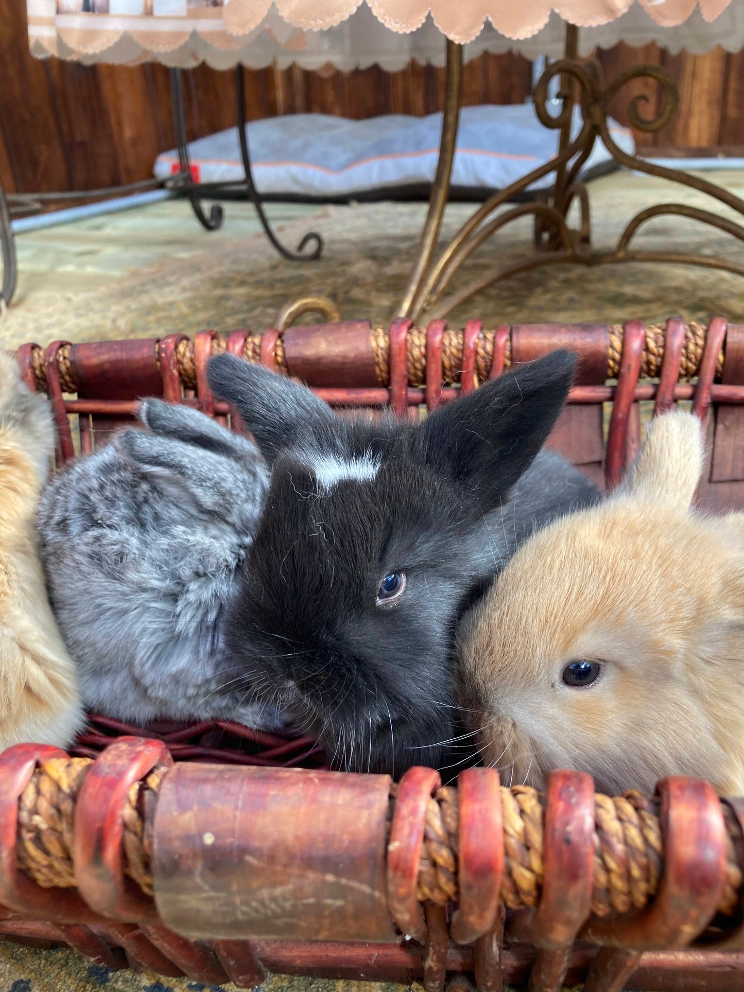 Holland Lop Bunnies