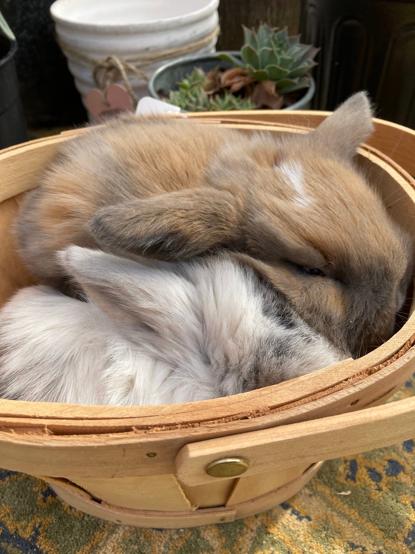 Holland Lop Bunnies