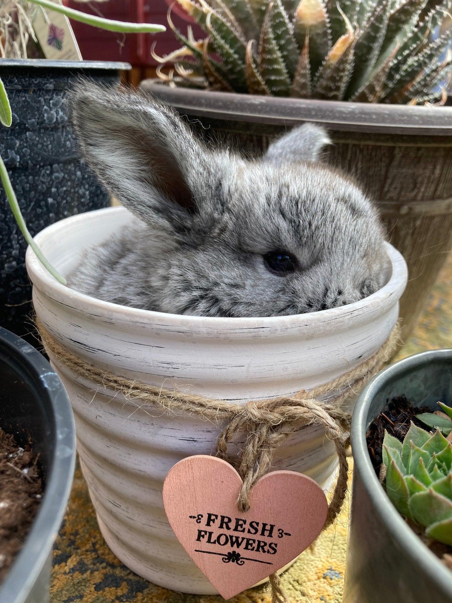Holland Lop Bunnies