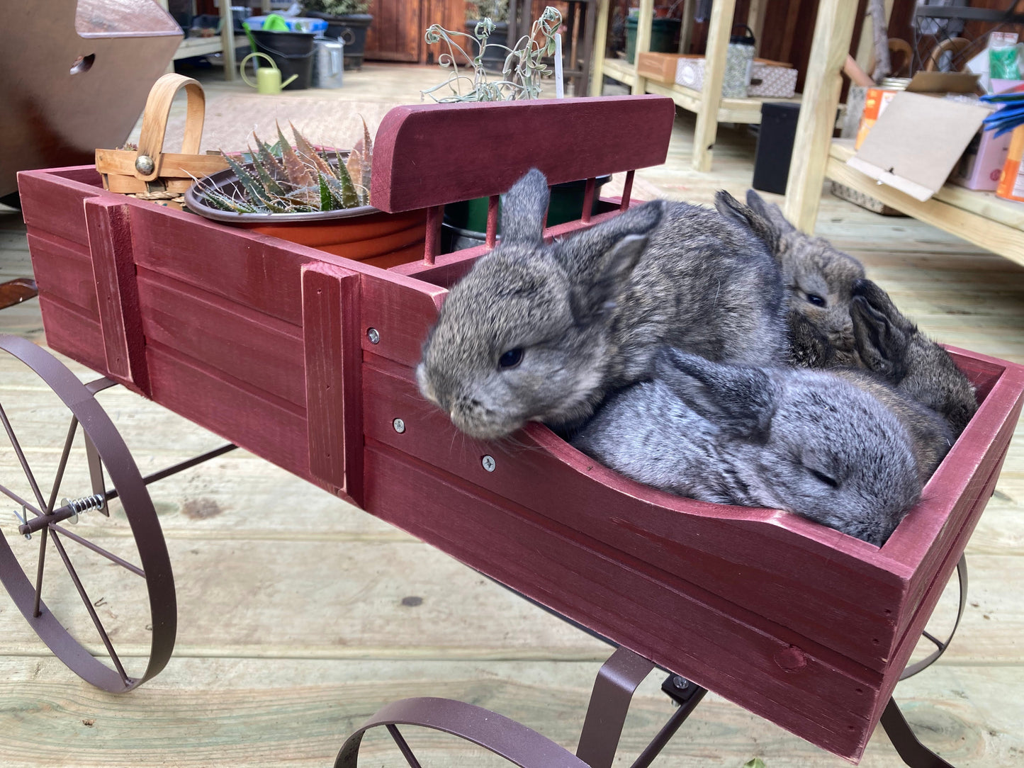 Mini Holland Lops Born 3/4/2025