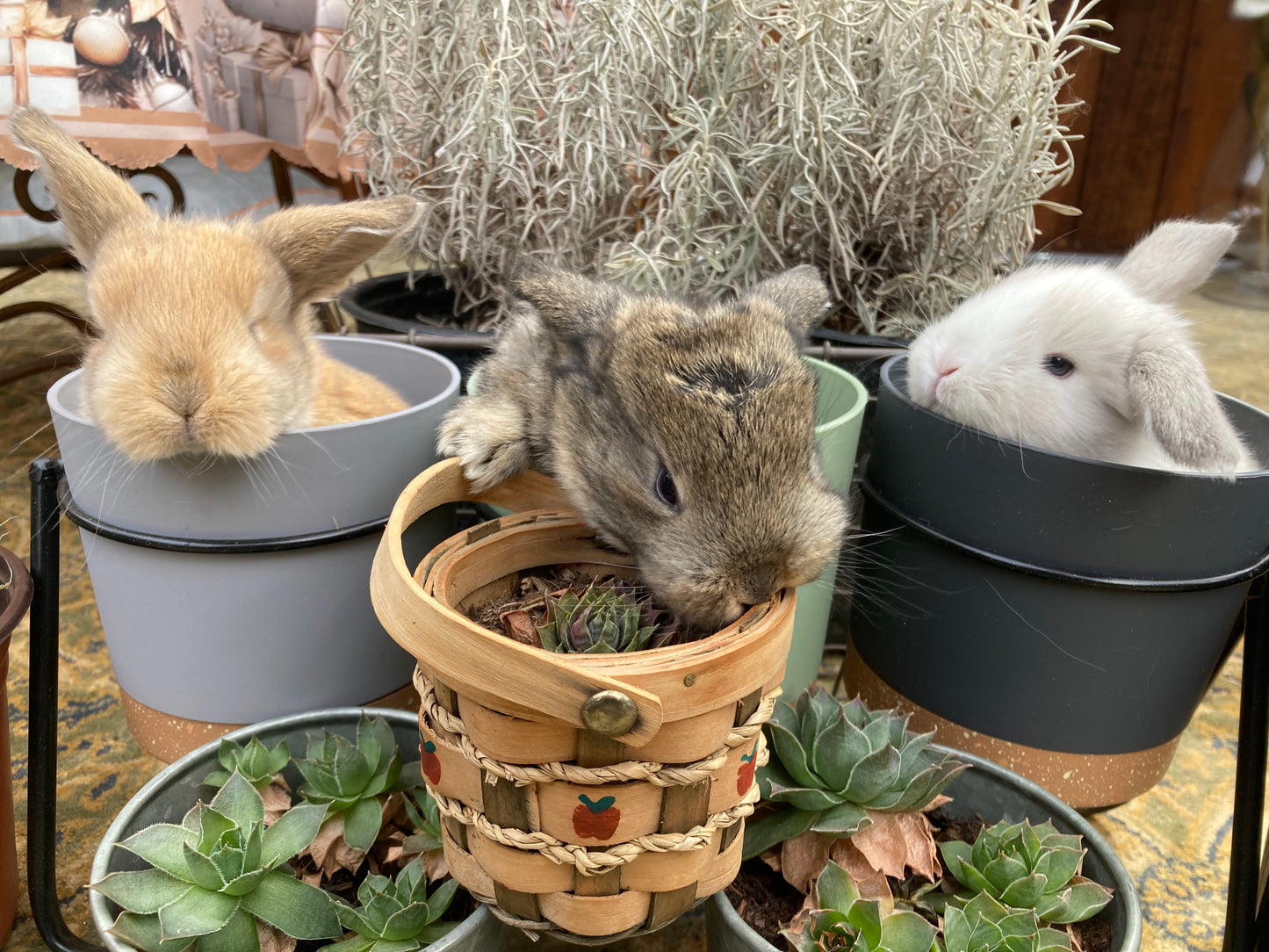 Mini Holland Lops Born 3/4/2025