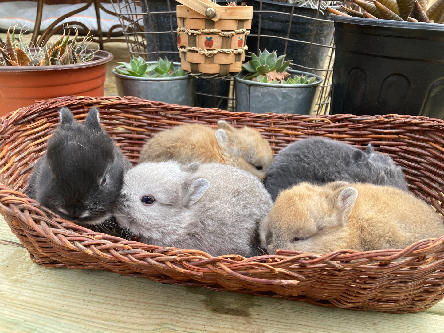 Netherland Dwarf Bunnies