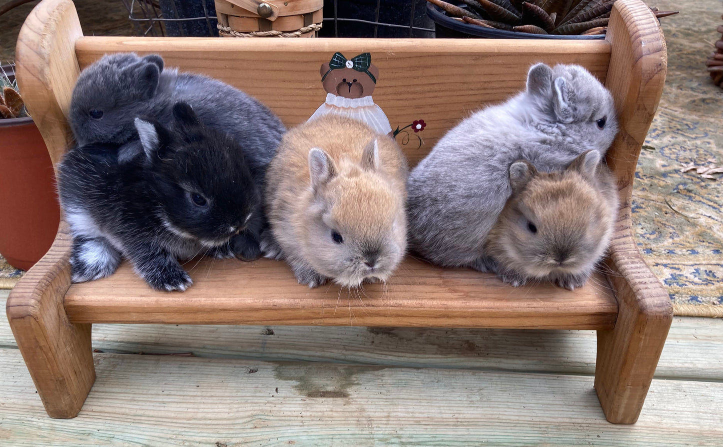 Netherland Dwarf Bunnies