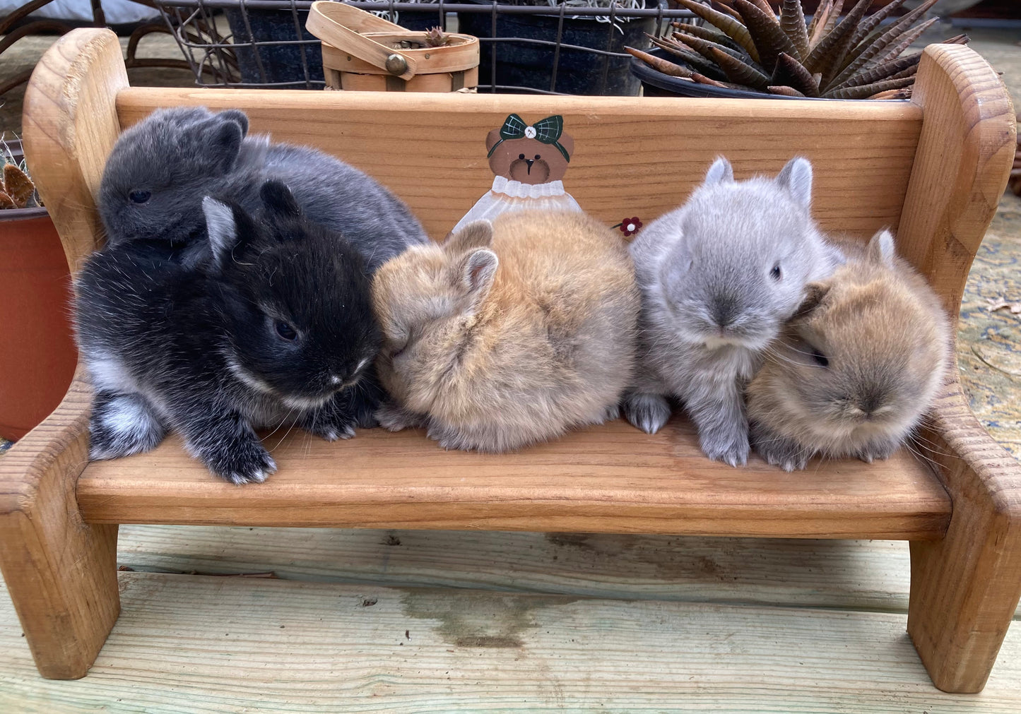 Netherland Dwarf Bunnies