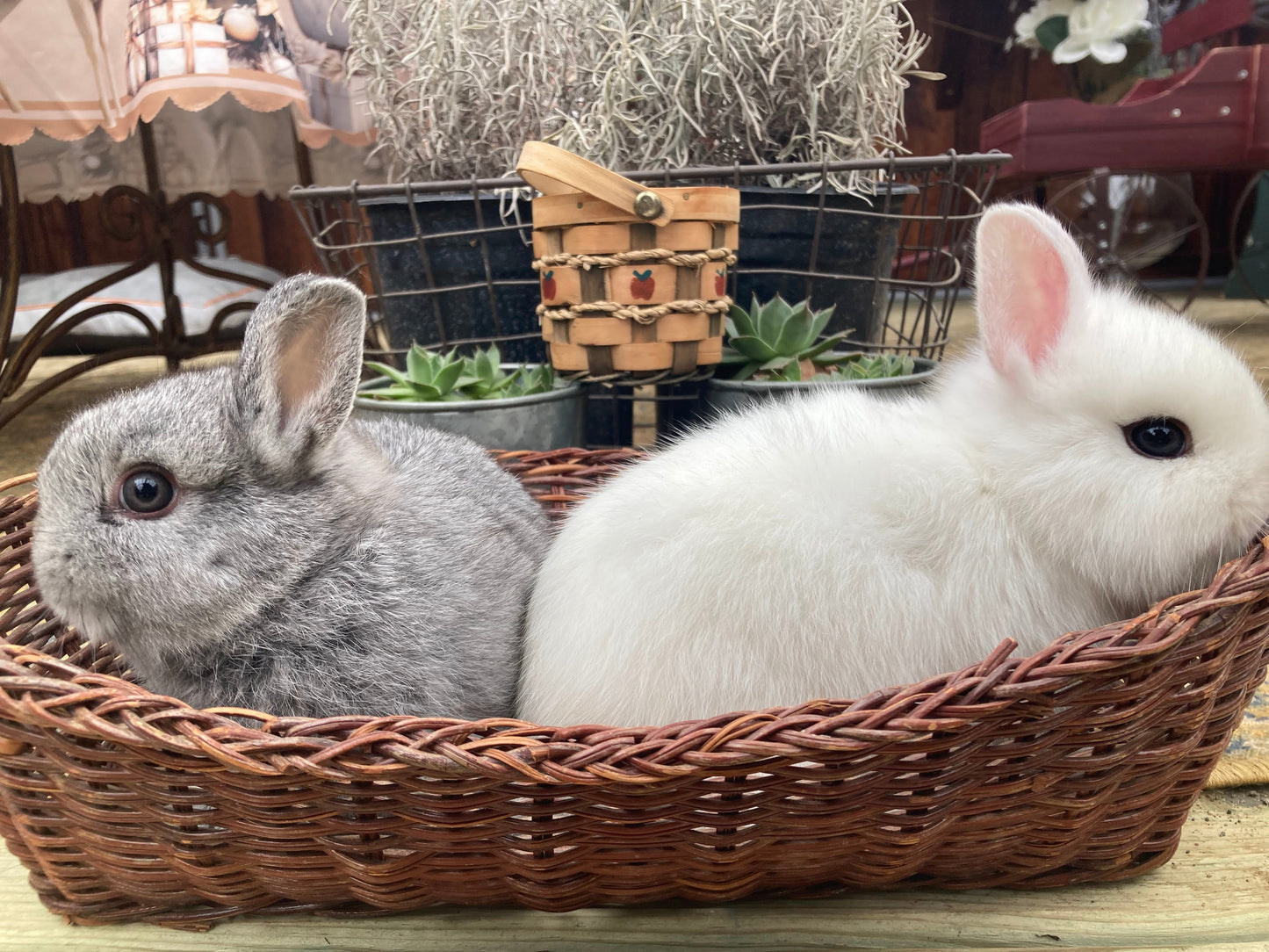 Savannah and Georgia
