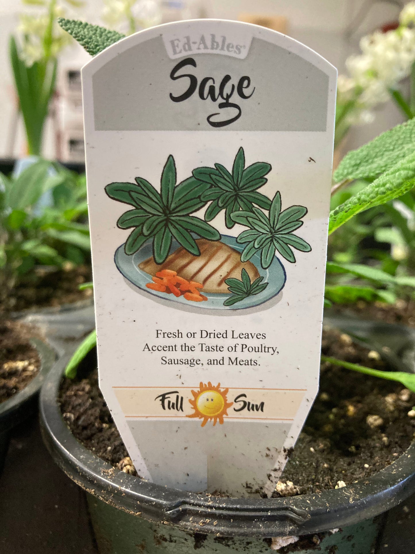 Sage
