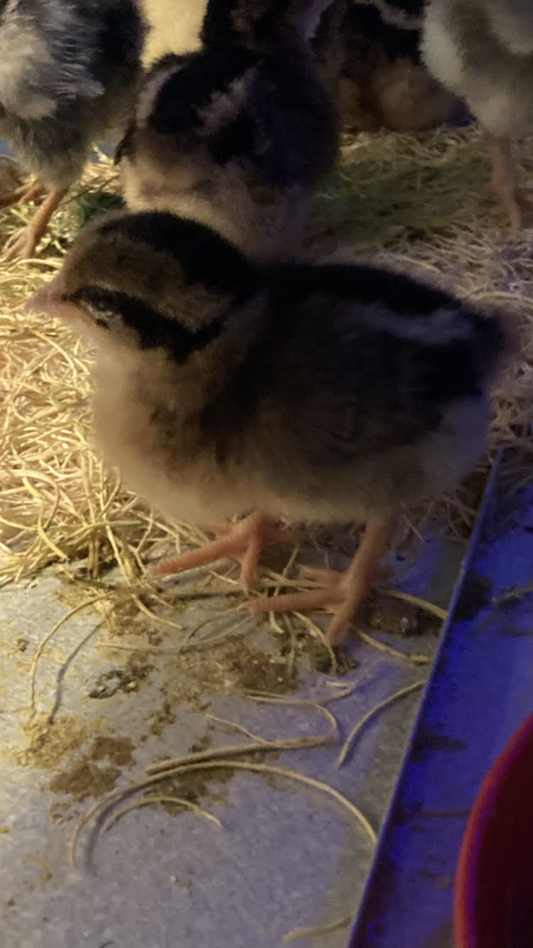 Single Comb Brown Leghorn Chicks