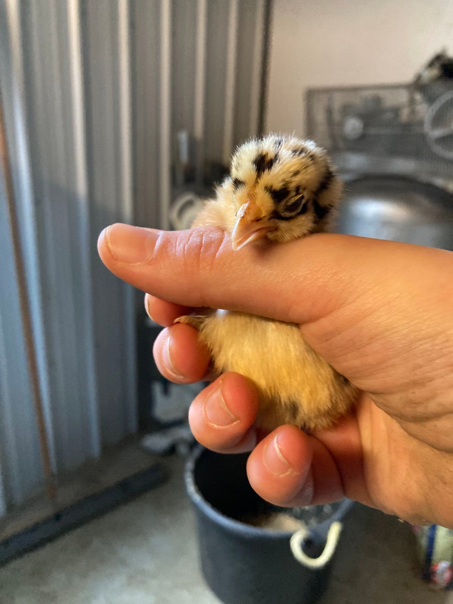 Sicilian Buttercup Chicks