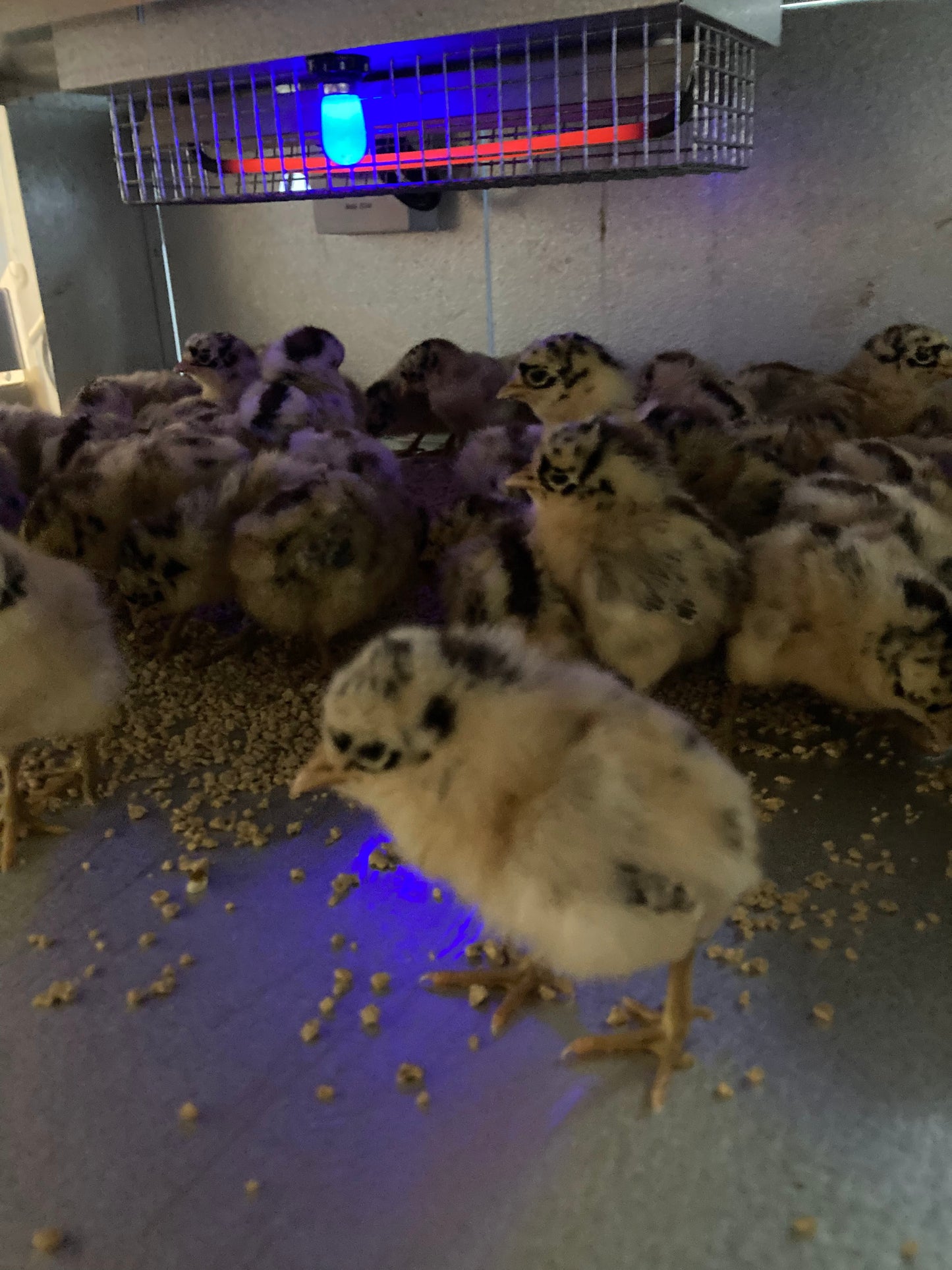 Sicilian Buttercup Chicks