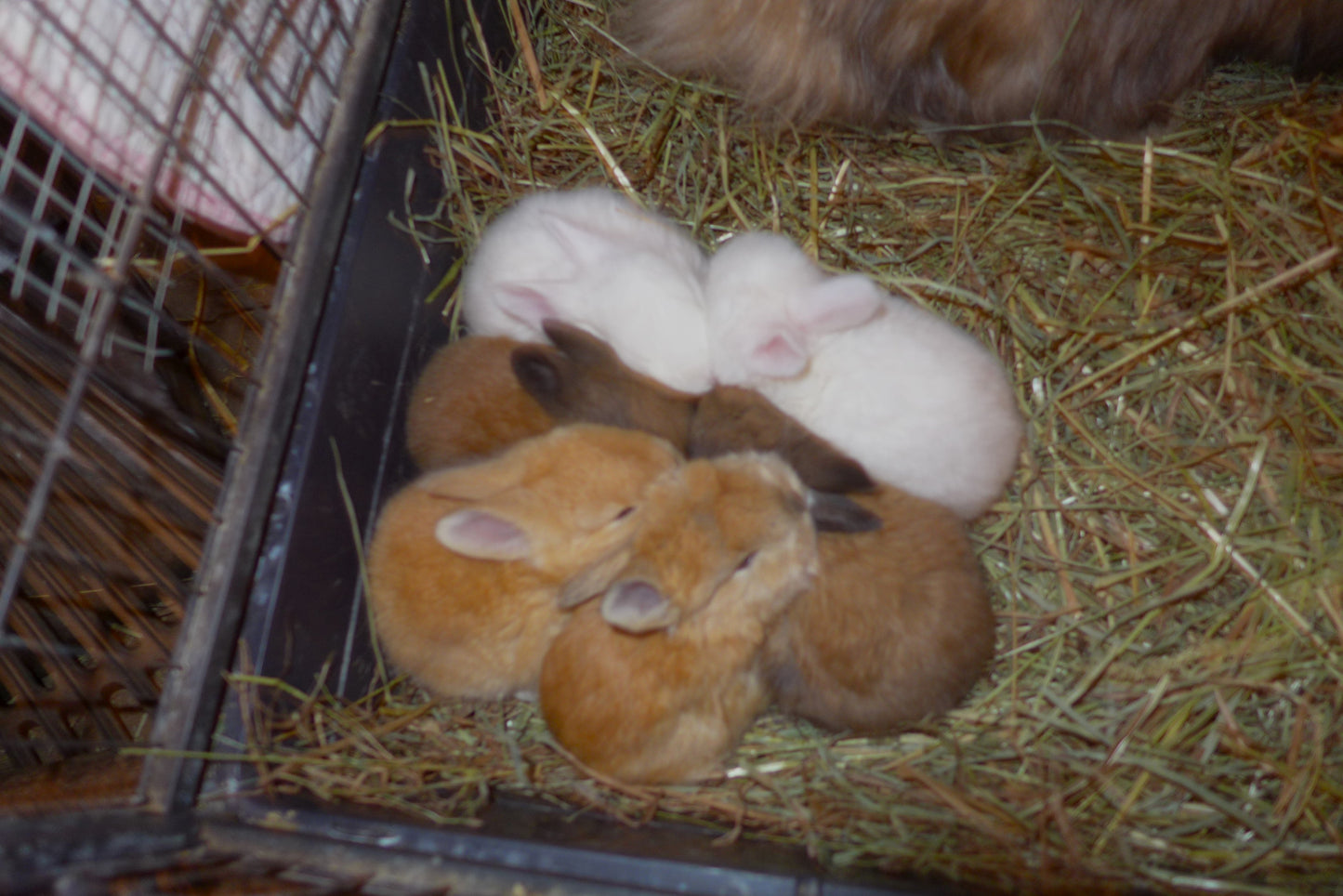 Angora Bunnies Born 3/4/2025