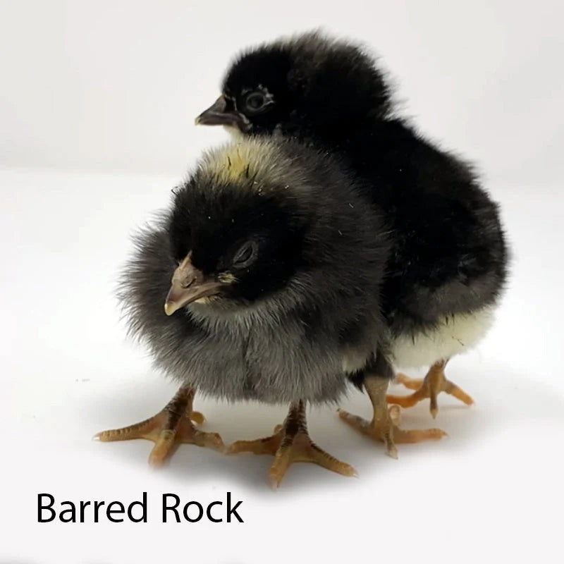 Barred Rock Pullet Chicks Available!!!
