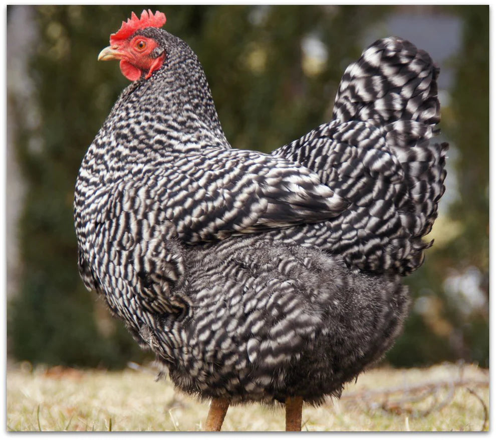 Barred Rock Pullet Chicks Available!!!