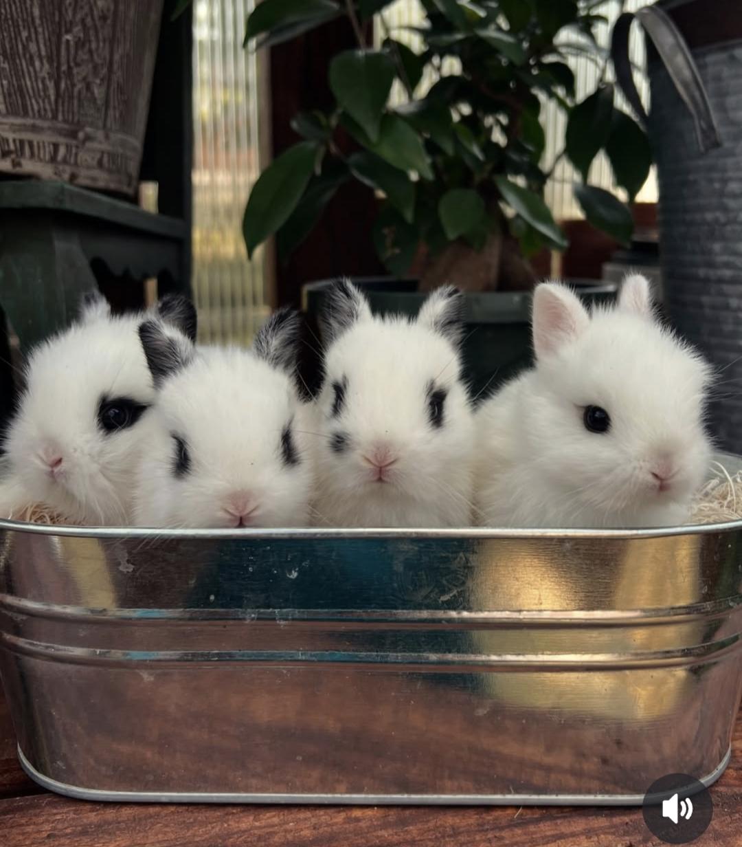 Netherland Dwarf Bunnies