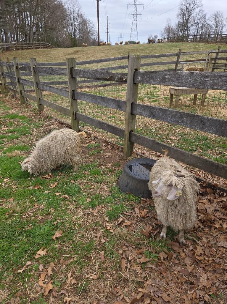 Angora Goats