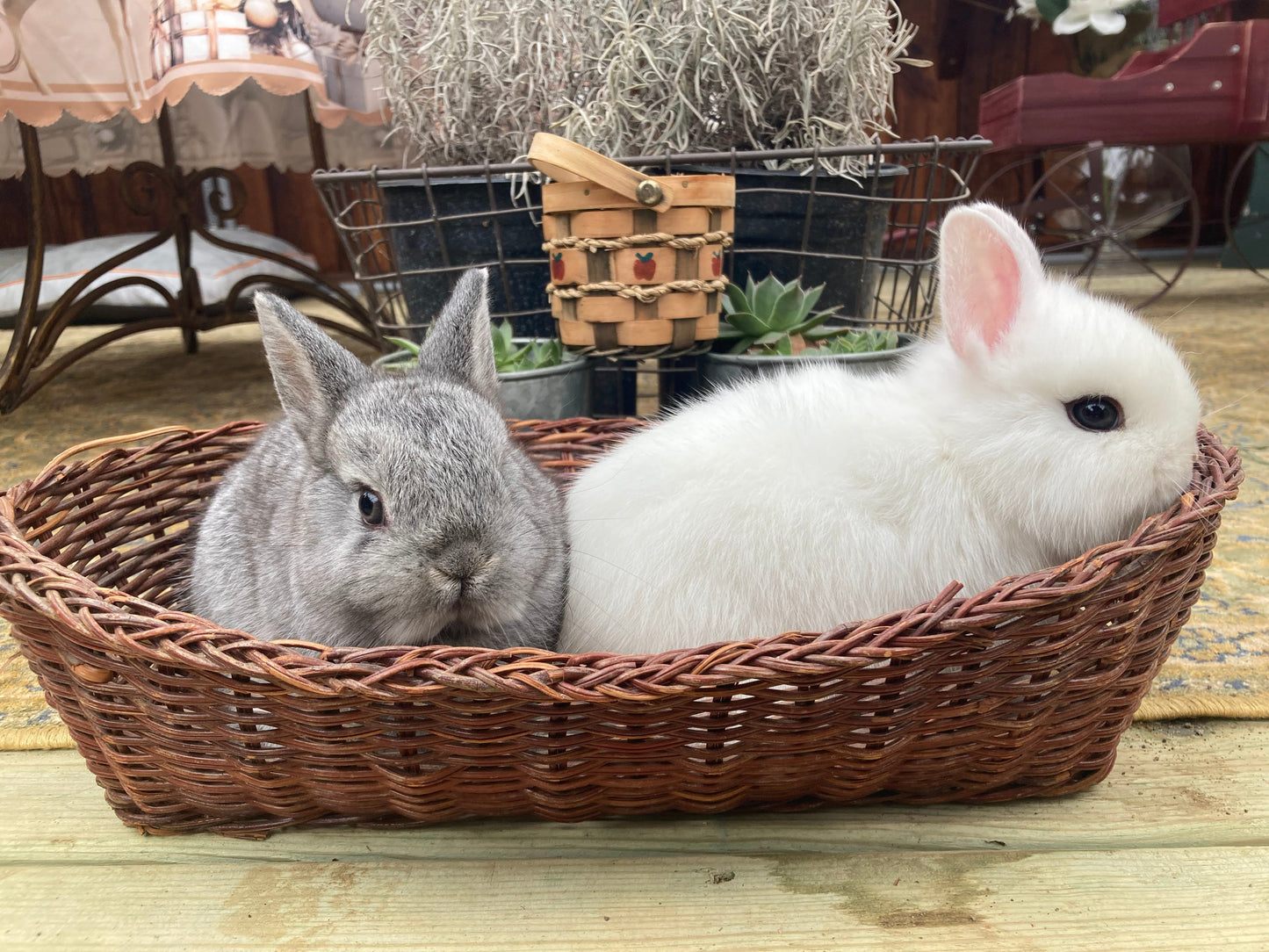 Savannah and Georgia