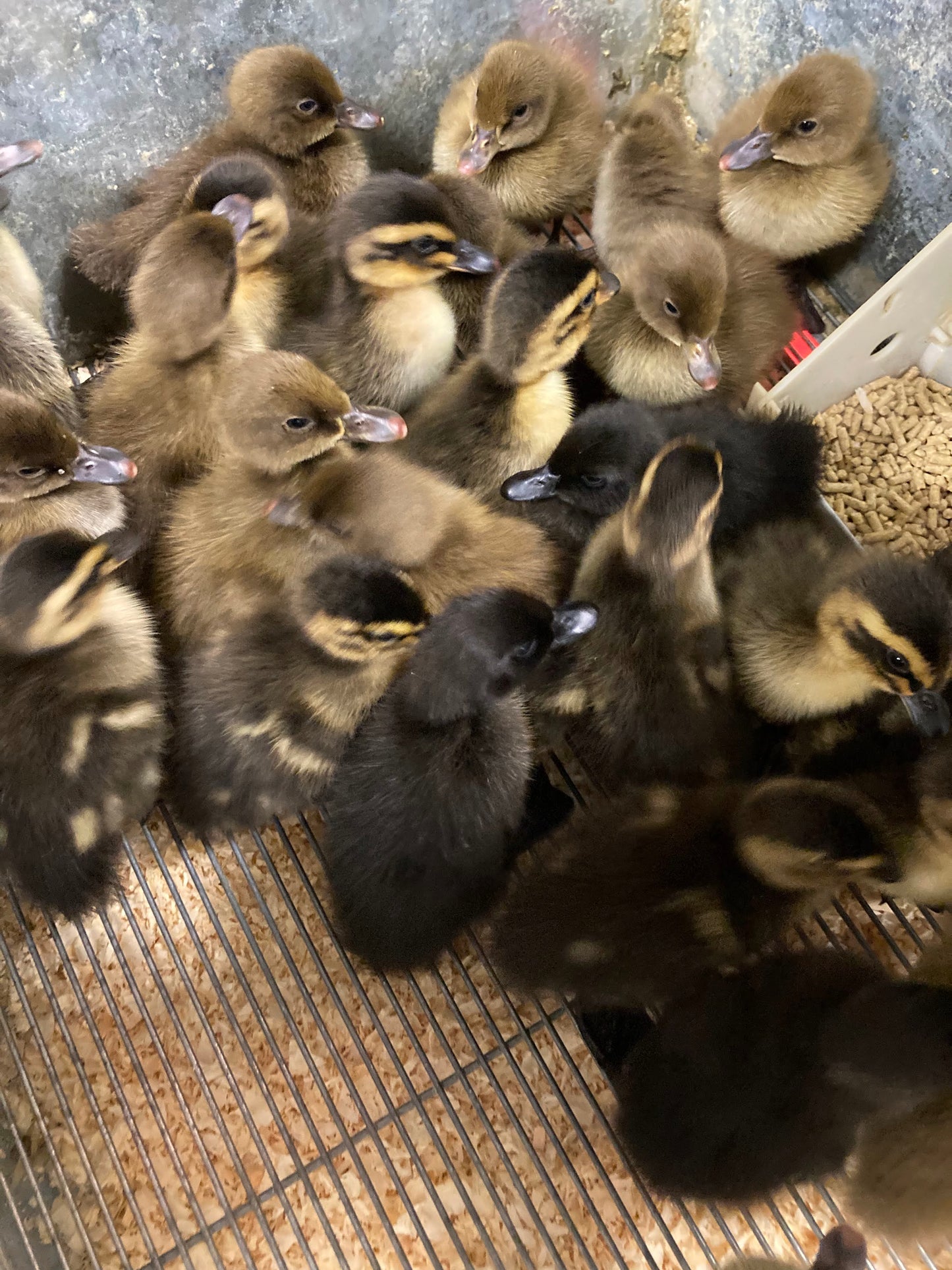 Ducklings Born 04/08/2025