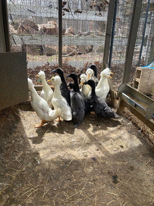 Assorted Ducks Born 02/24/2025